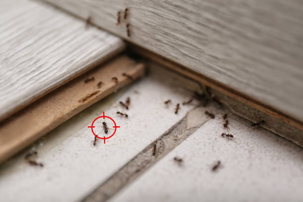 Best Ant Control Services  in Madison, FL