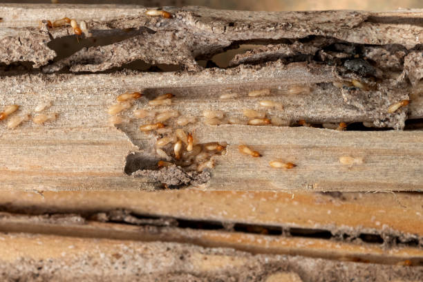 Best Affordable Pest Control Services  in Madison, FL